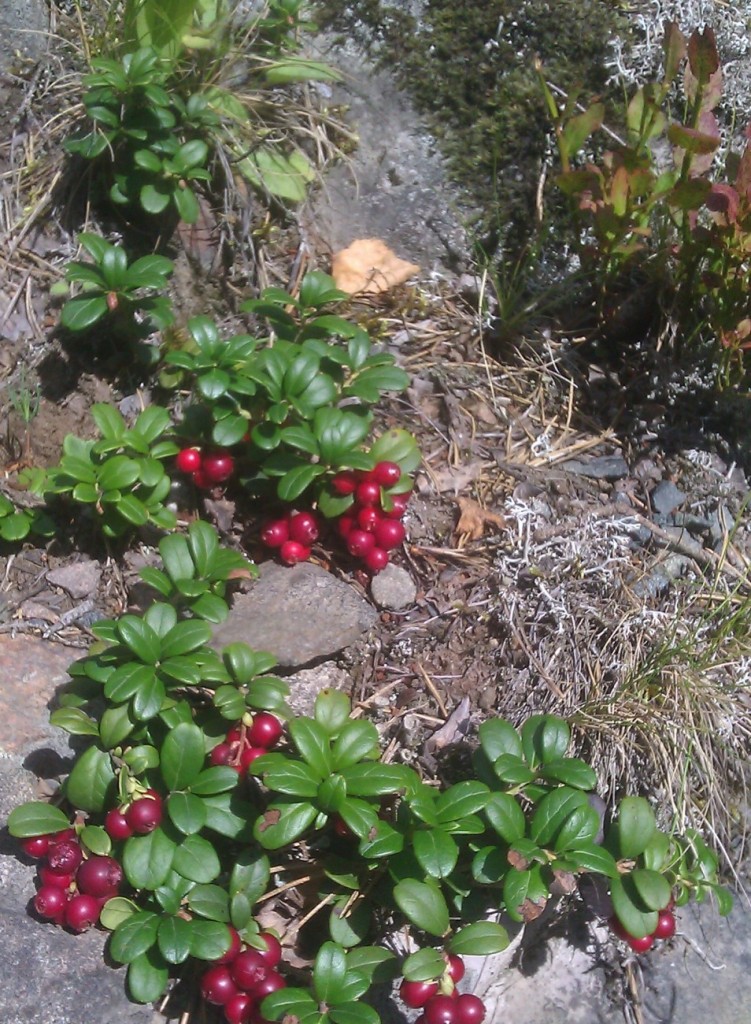 cropped-cropped-IMAG1600.jpg
