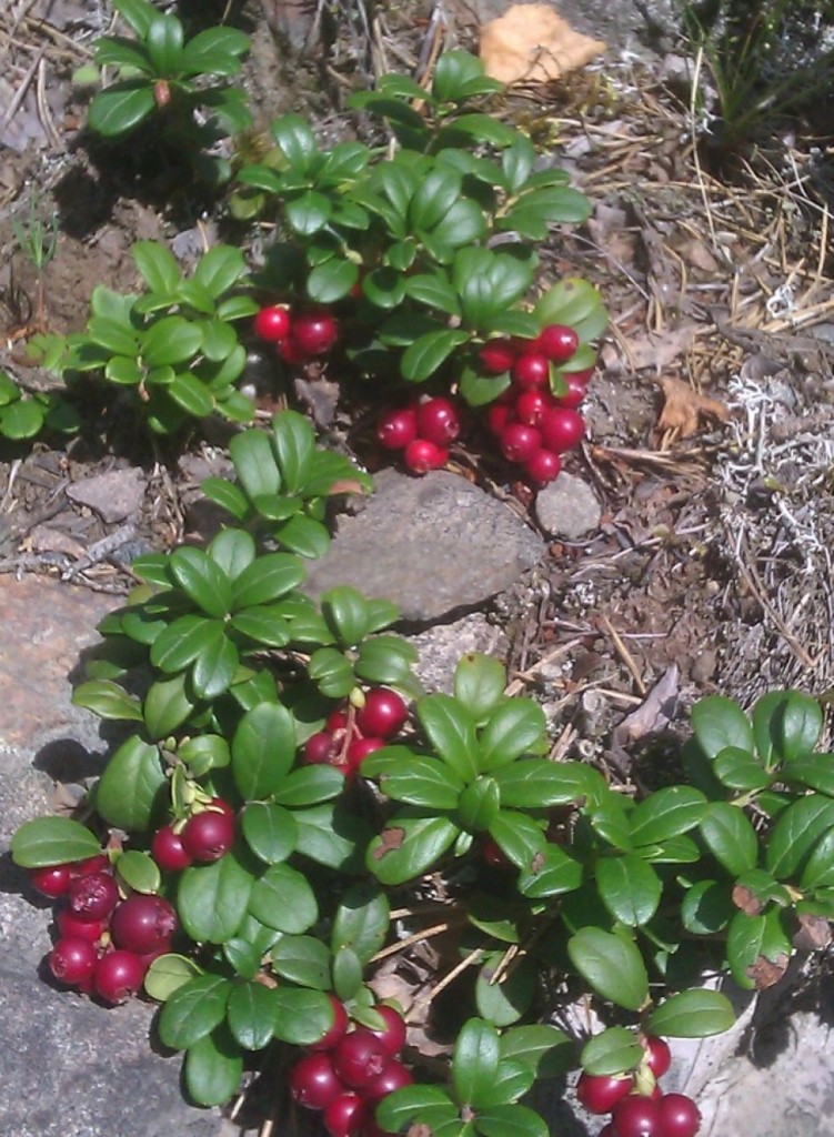 cropped-cropped-IMAG16001.jpg