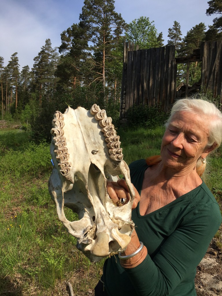 En gammal älgskalle - som ett konstverk
